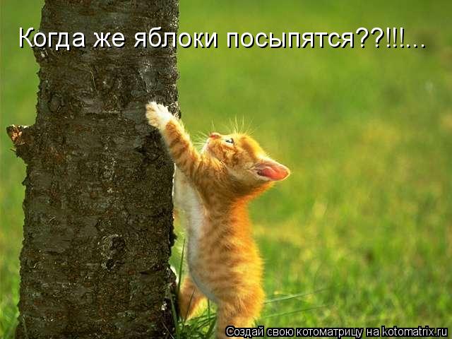 Когда же яблоки посыпятся??!!!...... Котоматрица: Когда же яблоки посыпятся??!!!...