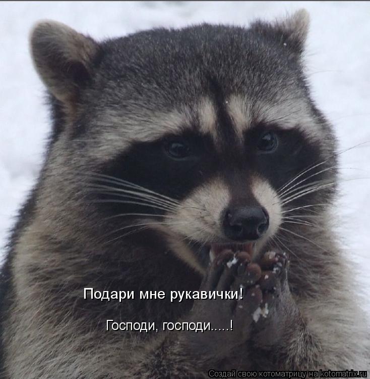 Господи, господи.....! Подари мне рукавички!... Котоматрица: Господи, господи.....! Подари мне рукавички!