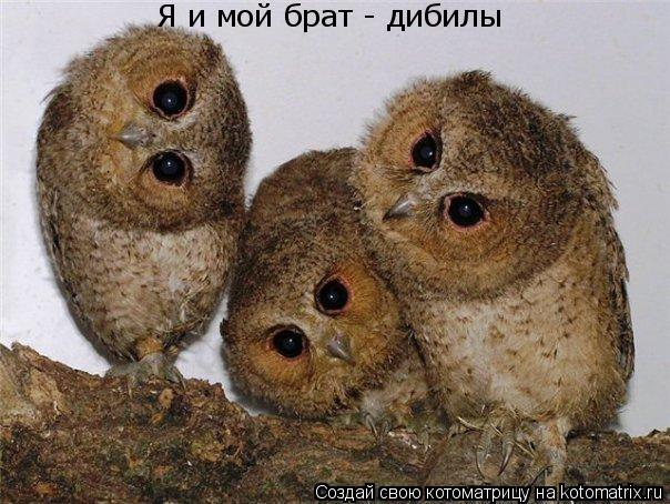 Я и мой брат - дибилы... Котоматрица: Я и мой брат - дибилы