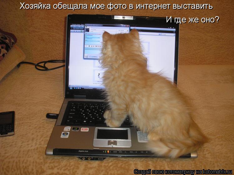 Хозяйка обещала мое фото в интернет выставить И где же оно?... Котоматрица: Хозяйка обещала мое фото в интернет выставить И где же оно?