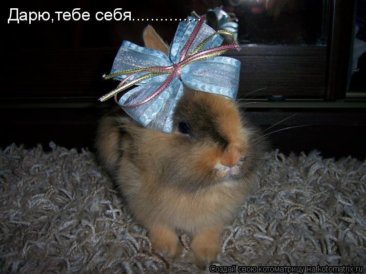 Дарю,тебе себя.................. Котоматрица: Дарю,тебе себя...............