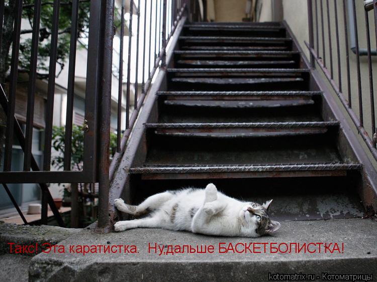 Котоматрица: Такс! Эта каратистка.  Ну,дальше БАСКЕТБОЛИСТКА!
