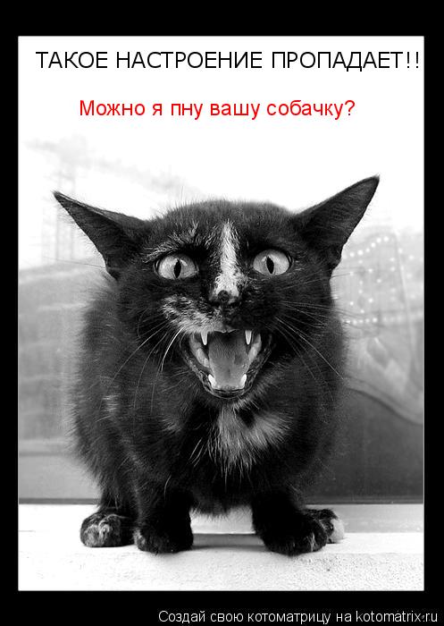 ТАКОЕ НАСТРОЕНИЕ ПРОПАДАЕТ!!!!! Можно я пну вашу собачку?... Котоматрица: ТАКОЕ НАСТРОЕНИЕ ПРОПАДАЕТ!!!!! Можно я пну вашу собачку?