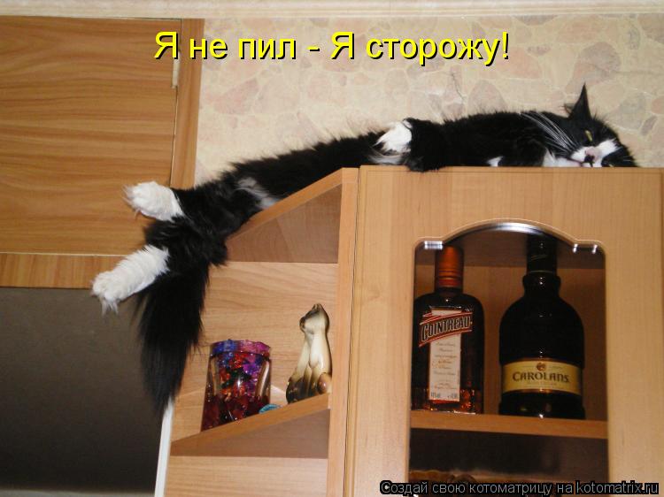 Я не пил - Я сторожу!... Котоматрица: Я не пил - Я сторожу!