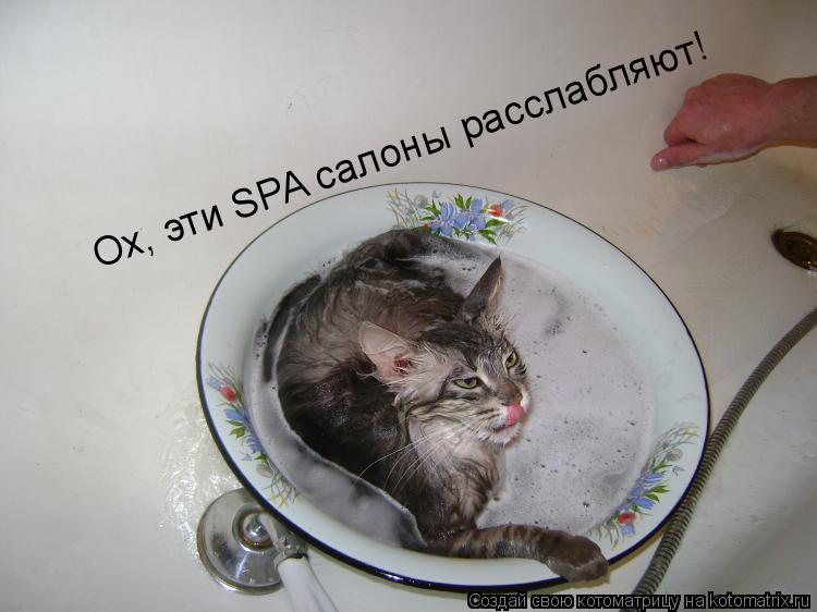 Ох, эти SPA салоны расслабляют!... Котоматрица: Ох, эти SPA салоны расслабляют!