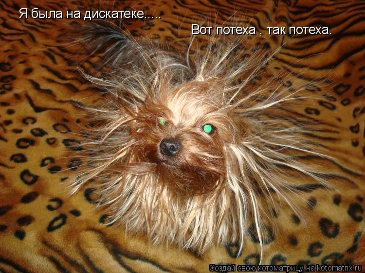 Котоматрица: Я была на дискатеке..... Вот потеха , так потеха.