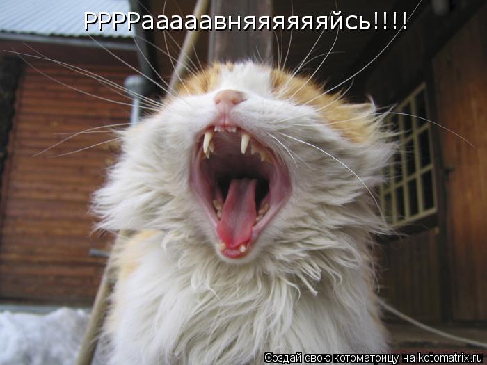 Котоматрица: РРРРааааавняяяяяяйсь!!!!