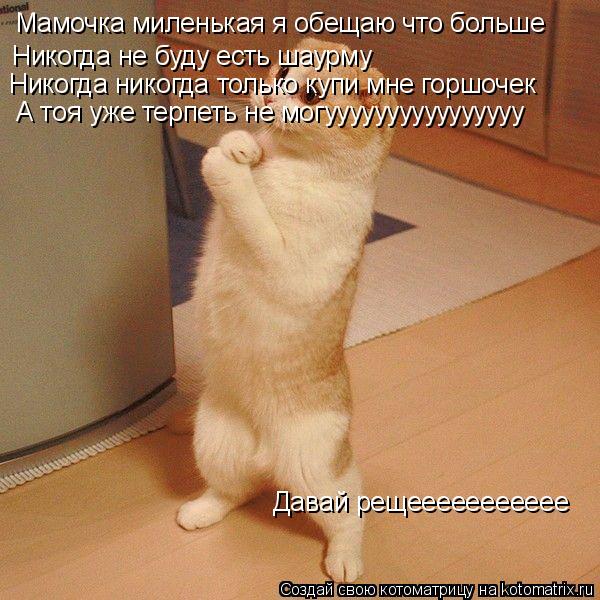 Мамочка миленькая я обещаю что больше Никогда не буду есть шаурму Никогда никогда только купи мне го... Котоматрица: Мамочка миленькая я обещаю что больше Никогда не буду есть шаурму Никогда никогда только купи мне горшочек А тоя уже терпеть не могууууууу