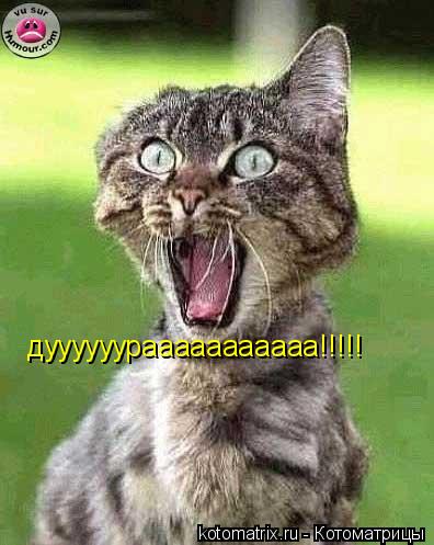 дуууууурааааааааааа!!!!!... Котоматрица: дуууууурааааааааааа!!!!!