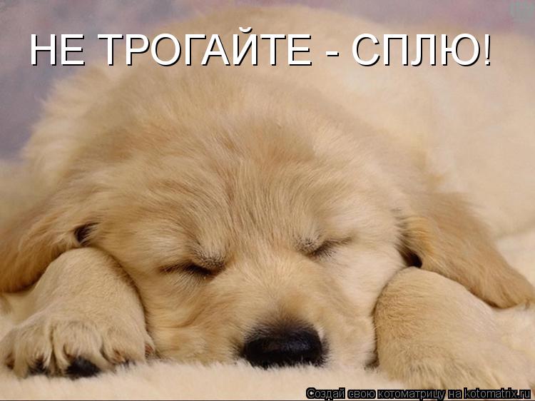 НЕ ТРОГАЙТЕ - СПЛЮ!... Котоматрица: НЕ ТРОГАЙТЕ - СПЛЮ!