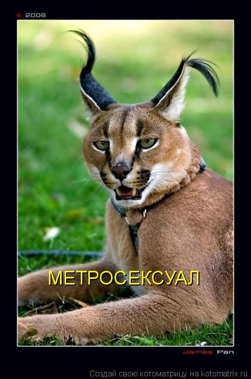 МЕТРОСЕКСУАЛ... Котоматрица: МЕТРОСЕКСУАЛ