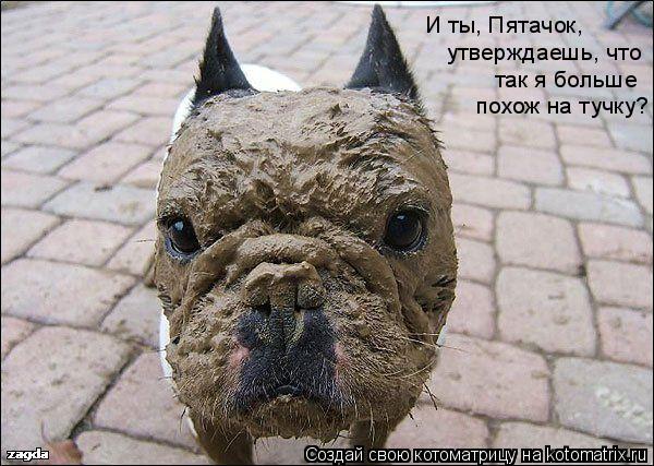 И ты, Пятачок, утверждаешь, что так я больше похож на тучку?... Котоматрица: И ты, Пятачок, утверждаешь, что так я больше похож на тучку?