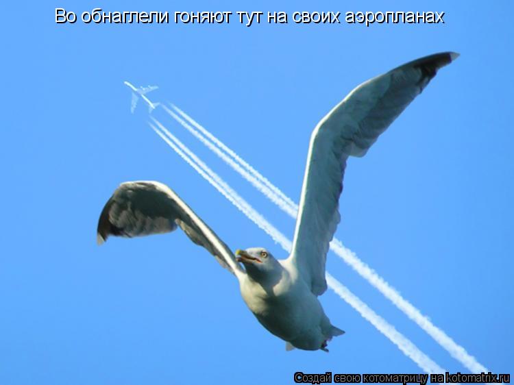 Во обнаглели гоняют тут на своих аэропланах... Котоматрица: Во обнаглели гоняют тут на своих аэропланах