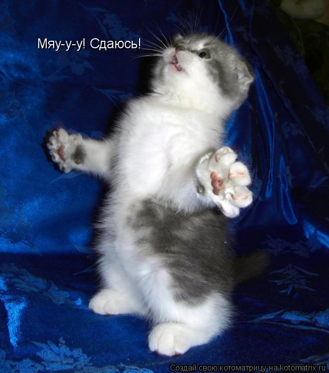 Котоматрица: Мяу-у-у! Сдаюсь!