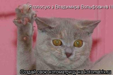 Я голосую з Владимира Вольфовича !!!... Котоматрица: Я голосую з Владимира Вольфовича !!!