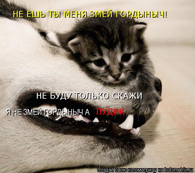 НЕ ЕШЬ ТЫ МЕНЯ ЗМЕЙ ГОРДЫНЫЧ! НЕ ЕШЬ ТЫ МЕНЯ ЗМЕЙ ГОРДЫНЫЧ! НЕ БУДУ ТОЛЬКО СКАЖИ Я НЕ ЗМЕЙ ГОРДЫНЫЧ ... Котоматрица: НЕ ЕШЬ ТЫ МЕНЯ ЗМЕЙ ГОРДЫНЫЧ! НЕ ЕШЬ ТЫ МЕНЯ ЗМЕЙ ГОРДЫНЫЧ! НЕ БУДУ ТОЛЬКО СКАЖИ Я НЕ ЗМЕЙ ГОРДЫНЫЧ А ПУДИК
