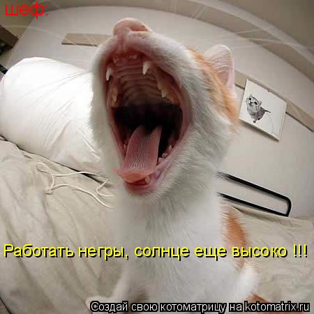 шеф: Работать негры, солнце еще высоко !!!... Котоматрица: шеф: Работать негры, солнце еще высоко !!!