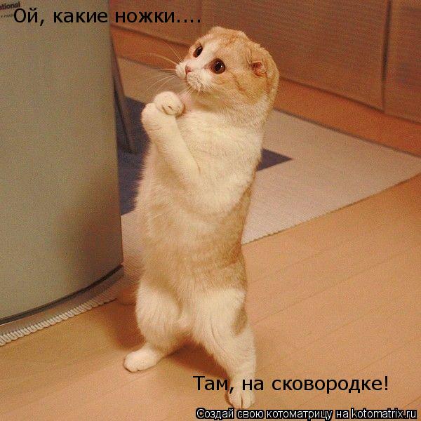 Ой, какие ножки.... Там, на сковородке!... Котоматрица: Ой, какие ножки.... Там, на сковородке!