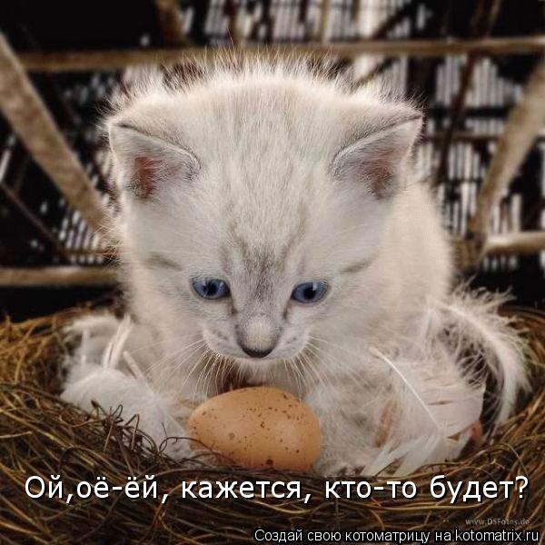 Котоматрица: Ой,оё-ёй, кажется, кто-то будет?