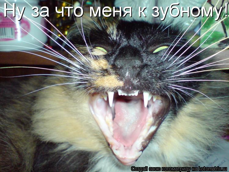 Котоматрица: Ну за что меня к зубному!