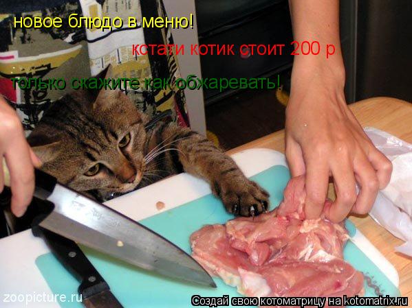 новое блюдо в меню! кстати котик стоит 200 р только скажите как обжаревать!... Котоматрица: новое блюдо в меню! кстати котик стоит 200 р только скажите как обжаревать!