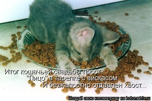 Итог кошачьей свадьбы прост: "Лицо" в тарелке с вискасом И безжалостно отдавлен хвост...... Котоматрица: Итог кошачьей свадьбы прост: "Лицо" в тарелке с вискасом И безжалостно отдавлен хвост...