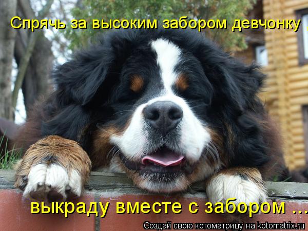 Спрячь за высоким забором девчонку , выкраду вместе с забором ...... Котоматрица: Спрячь за высоким забором девчонку , выкраду вместе с забором ...