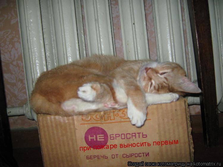 при пожаре выносить первым... Котоматрица: при пожаре выносить первым