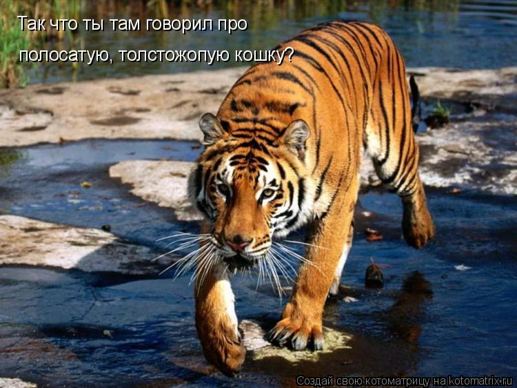 Так что ты там говорил про полосатую, толстожопую кошку?... Котоматрица: Так что ты там говорил про полосатую, толстожопую кошку?