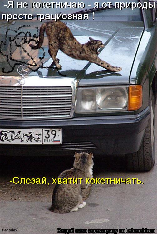 -Я не кокетничаю - я от природы просто грациозная ! -Слезай, хватит кокетничать.... Котоматрица: -Я не кокетничаю - я от природы просто грациозная ! -Слезай, хватит кокетничать.