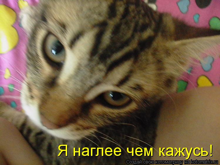 Я наглее чем кажусь!... Котоматрица: Я наглее чем кажусь!