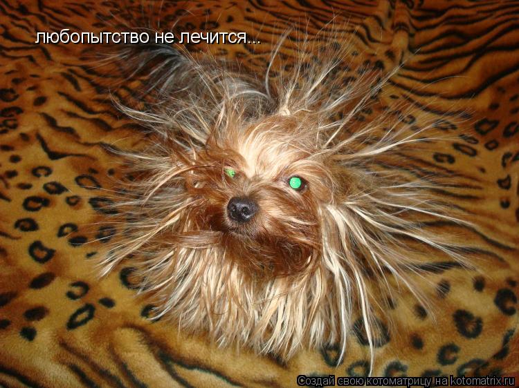 любопытство не лечится...... Котоматрица: любопытство не лечится...
