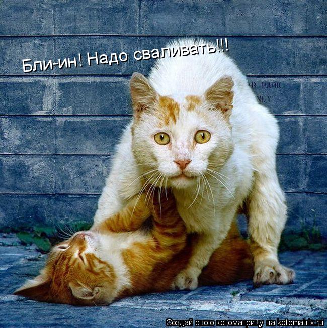 Бли-ин! Надо сваливать!!!... Котоматрица: Бли-ин! Надо сваливать!!!