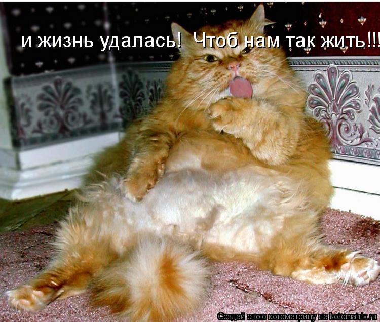 и жизнь удалась! Чтоб нам так жить!!!... Котоматрица: и жизнь удалась! Чтоб нам так жить!!!
