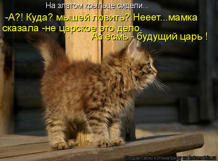 На златом крыльце сидели... -А?! Куда? мышей ловить? Нееет...мамка сказала -не царское это дело. Аз е... Котоматрица: На златом крыльце сидели... -А?! Куда? мышей ловить? Нееет...мамка сказала -не царское это дело. Аз есмь - будущий царь !