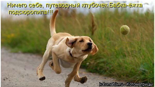 Котоматрица: Ничего себе, путеводный клубочек Бабка-ёжка  подсюропила!!!