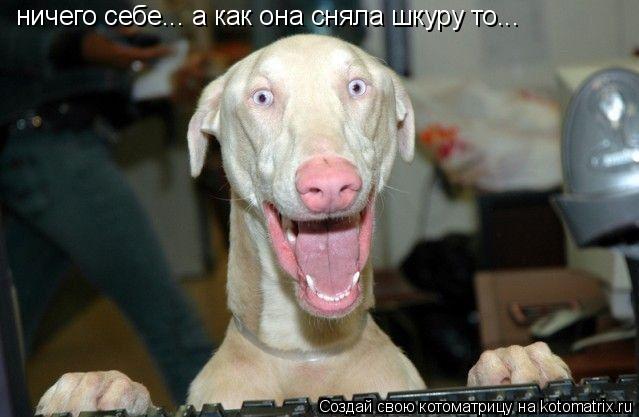 Котоматрица: ничего себе... а как она сняла шкуру то...