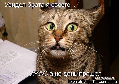 Увидел брата я своего... УЖАС а не день прошёл!... Котоматрица: Увидел брата я своего... УЖАС а не день прошёл!