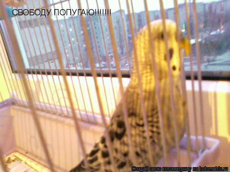 Котоматрица: СВОБОДУ ПОПУГАЮ!!!!!!!