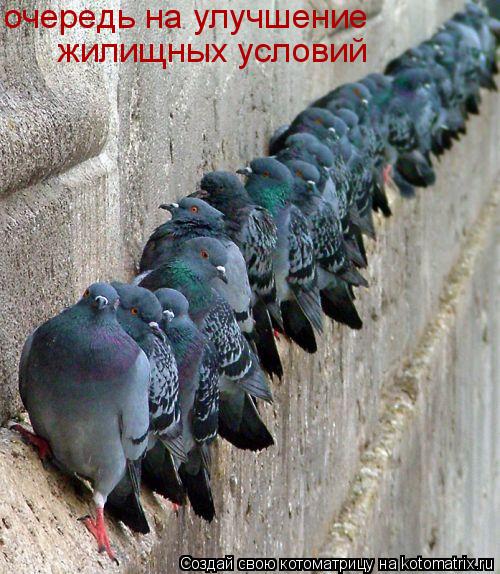 очередь на улучшение жилищных условий... Котоматрица: очередь на улучшение жилищных условий