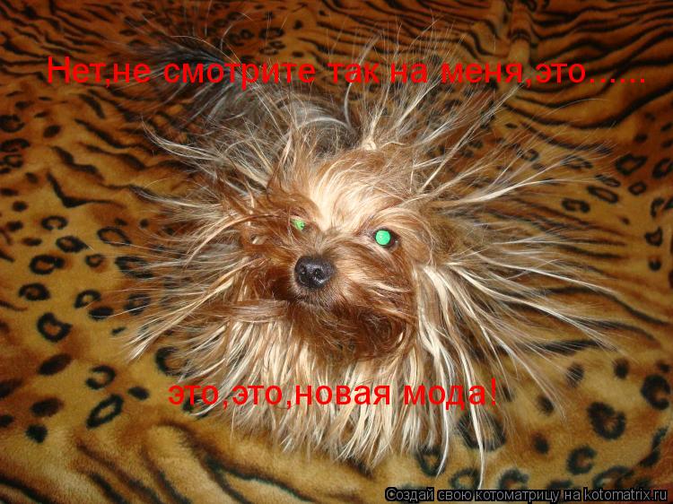 Нет,не смотрите так на меня,это...... это,это,новая мода!... Котоматрица: Нет,не смотрите так на меня,это...... это,это,новая мода!
