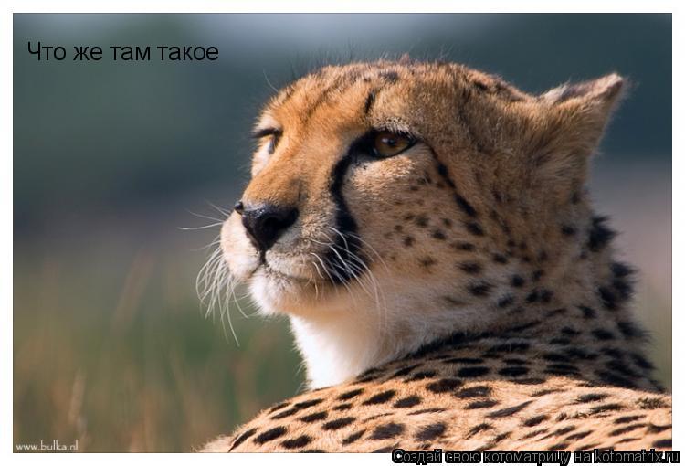 Что же там такое... Котоматрица: Что же там такое