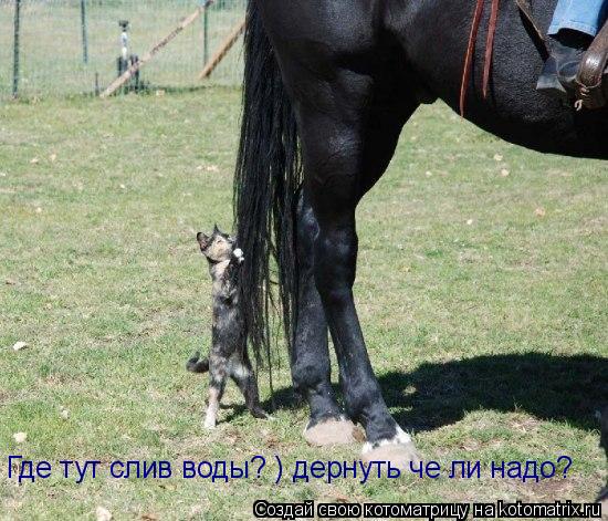 Где тут слив воды? ) дернуть че ли надо?... Котоматрица: Где тут слив воды? ) дернуть че ли надо?