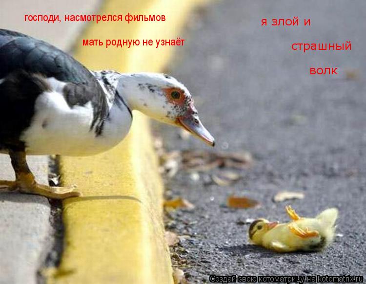 я злой и страшный волк господи, насмотрелся фильмов мать родную не узнаёт... Котоматрица: я злой и страшный волк господи, насмотрелся фильмов мать родную не узнаёт