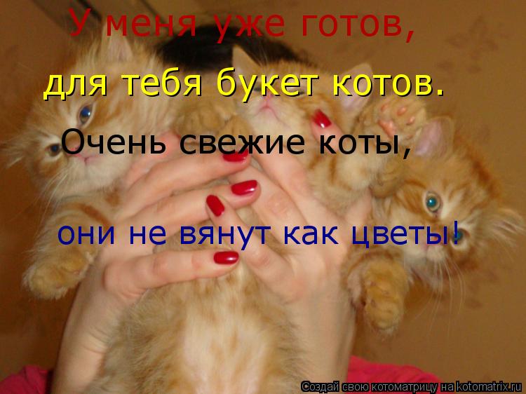 У меня уже готов, для тебя букет котов. Очень свежие коты, они не вянут как цветы!... Котоматрица: У меня уже готов, для тебя букет котов. Очень свежие коты, они не вянут как цветы!