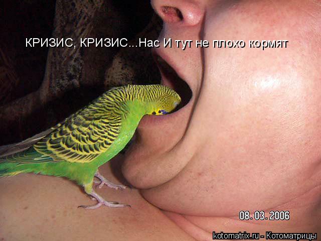 КРИЗИС, КРИЗИС...Нас И тут не плохо кормят... Котоматрица: КРИЗИС, КРИЗИС...Нас И тут не плохо кормят