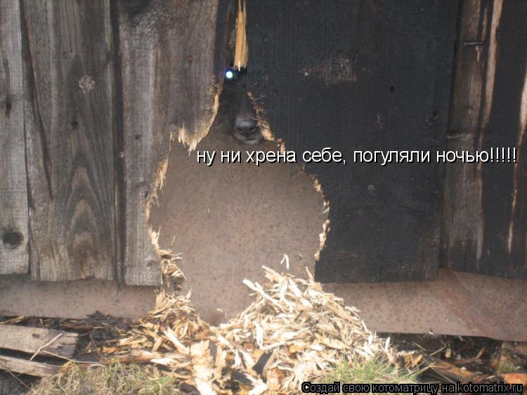ну ни хрена себе, погуляли ночью!!!!!... Котоматрица: ну ни хрена себе, погуляли ночью!!!!!