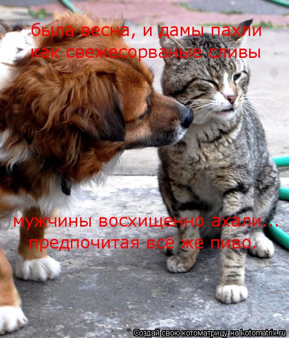 Котоматрица: была весна, и дамы пахли как свежесорваные сливы мужчины восхищенно ахали... предпочитая всё же пиво.