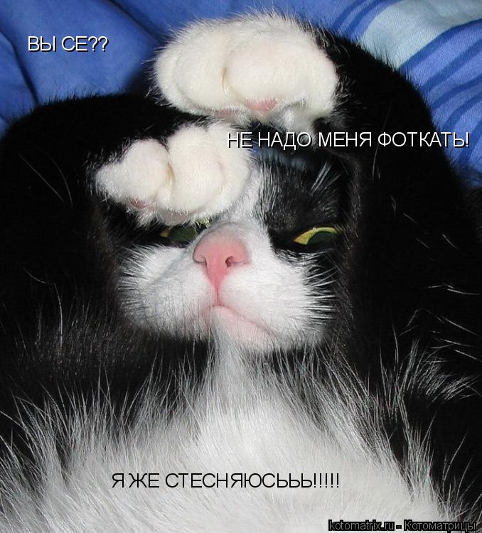 ВЫ СЕ?? НЕ НАДО МЕНЯ ФОТКАТЬ! Я ЖЕ СТЕСНЯЮСЬЬЬ!!!!!... Котоматрица: ВЫ СЕ?? НЕ НАДО МЕНЯ ФОТКАТЬ! Я ЖЕ СТЕСНЯЮСЬЬЬ!!!!!