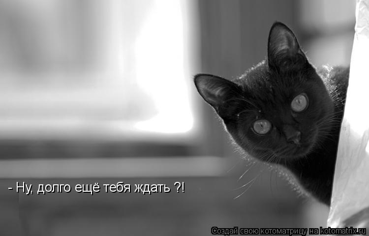 - Ну, долго ещё тебя ждать ?!... Котоматрица: - Ну, долго ещё тебя ждать ?!